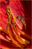 Vullierens-Macro-Laurent-2