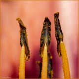 Vullierens-Macro-Laurent-3