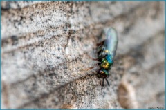 Vullierens-Macro-Laurent-4