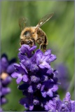 Vullierens-Macro-Laurent-5