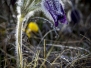 Sortie_Adonis