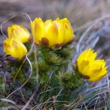 GiBe-Adonis-2021-03_XT030222