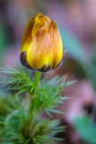 GiBe-Adonis-2021-03_XT030322