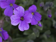 Johanna-1F4A6840-1