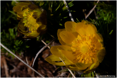LR-Adonis-de-Printemps-Adonis-vernalis-7