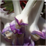LR-Corydale-Solide-Corydalis-solida-3
