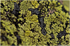 LR-Lichen-Geographique-Rhizocarpon-geographicum-1