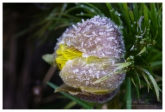 MP-AdonisSentier-1