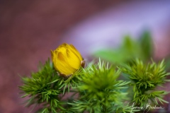 Macro-Adonis-Josiane-1-sur-4
