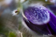 Macro-Adonis-Josiane-2-sur-4