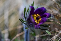 Macro-Adonis-Josiane-3-sur-4