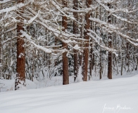 Josiane_Blatten-2