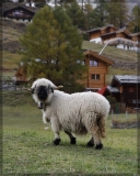 018 AV (2)_GF