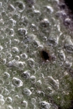 Eau (16)_1