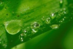 Eau (26)_1