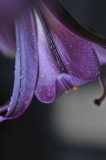 Eau (27)_1