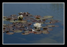 Eau (28)_1