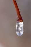 Eau (3)_1