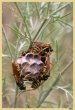 GiBe_2005-07-4643-BorderMaker_GF
