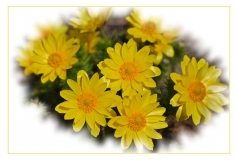 Jaune (14)_1