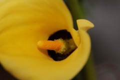Jaune (24)_1
