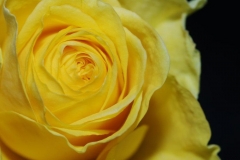 Jaune (25)_1
