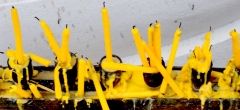 Jaune (31)_1