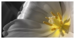 Jaune (35)_1