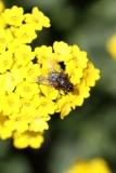 Jaune (38)_1