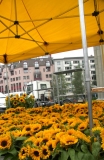 Jaune (39)_1
