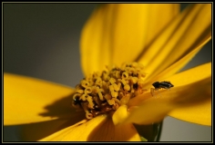 SONY DSC