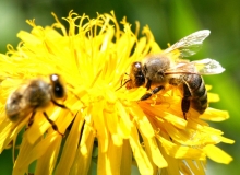 Jaune (40)_1