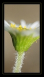 Jaune (41)_1