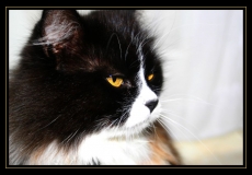 Jaune (42)_1