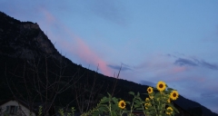 Jaune (44)_1