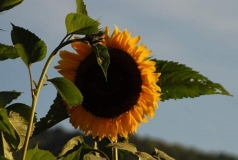 Jaune (45)_1