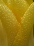 Jaune (49)_1