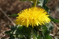 Jaune (5)_1