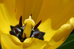 Jaune (6)_1