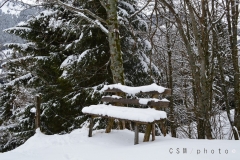 StefChes (2)