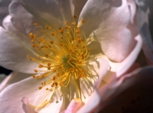 Claude-Solioz_teintes-pastel-2