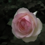 Erwin_Pastel-1