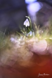 Josianne_pastel-1