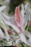 SC-Pastel-2