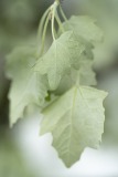 Verene_teintes-pastel-2