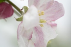 Verene_teintes-pastel-3