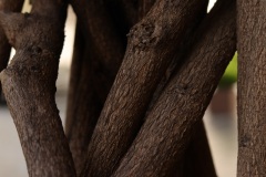 Laura_textures-1
