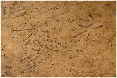 Laurent_textures-3