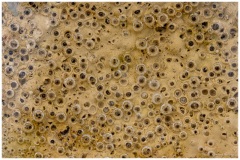 Laurent_textures-4