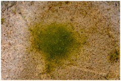 Laurent_textures-5